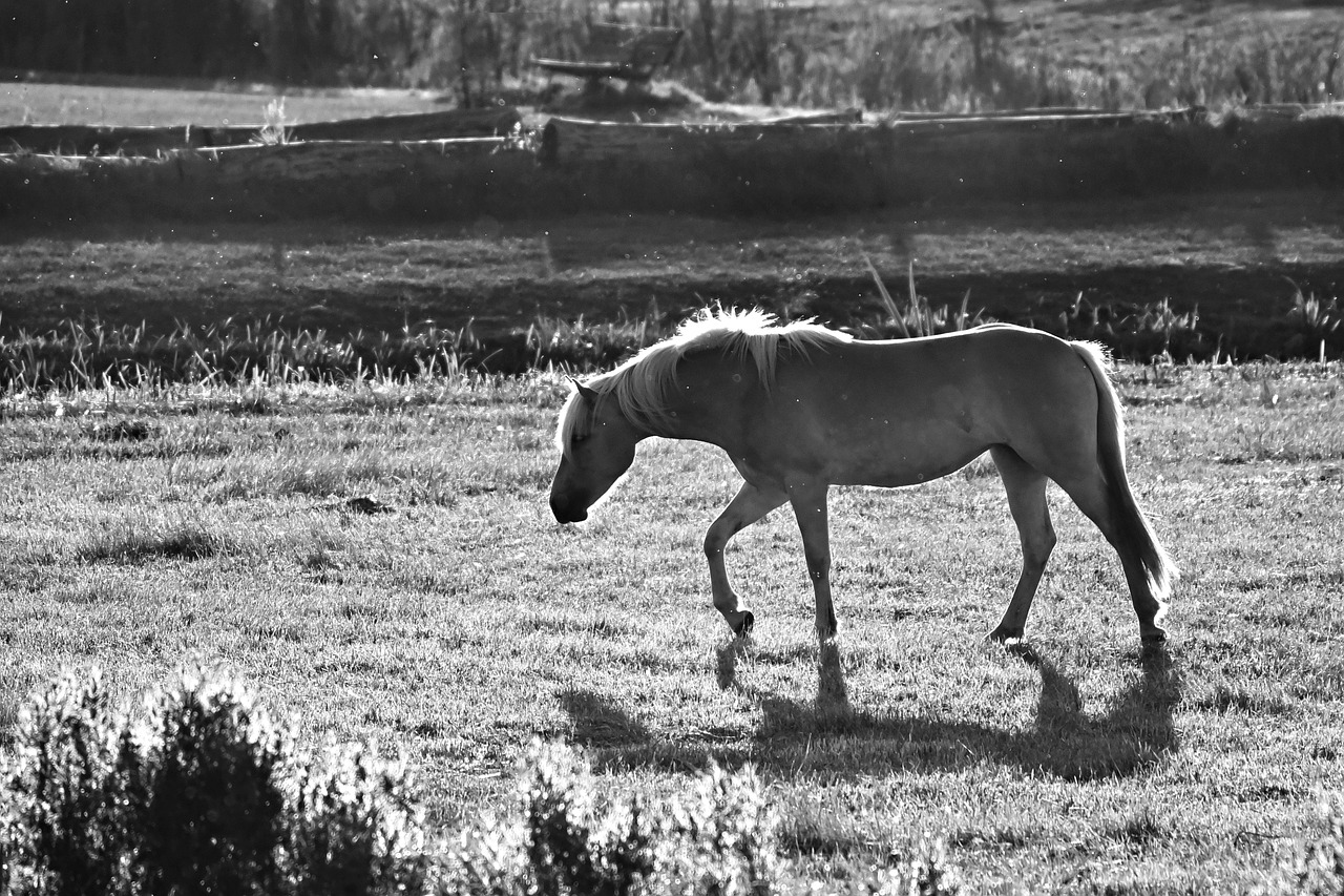 horse  animal  mammal free photo