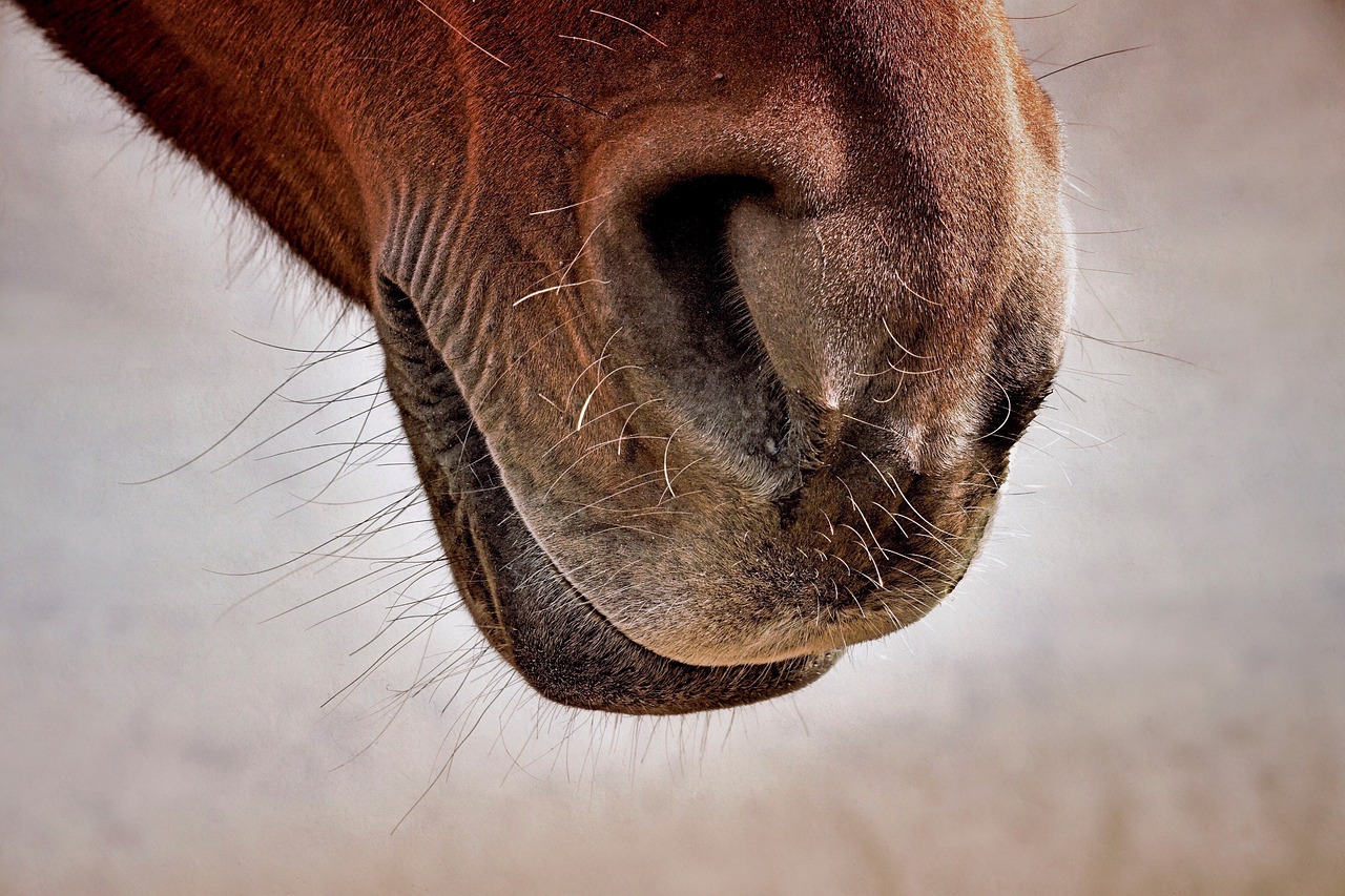 horse  nostrils  close up free photo