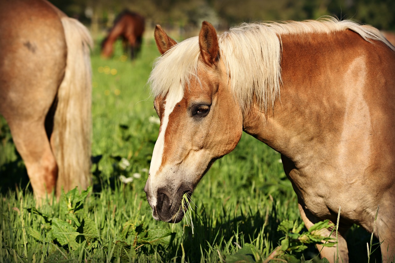 horse  animal  mammal free photo