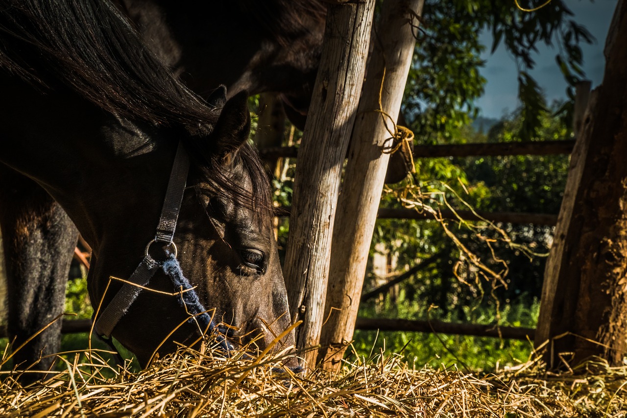 horse  farm  animals free photo