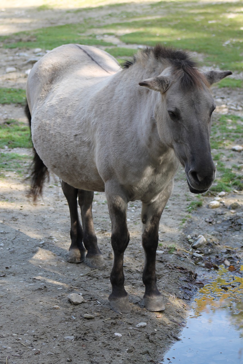 horse  animal  zoo free photo