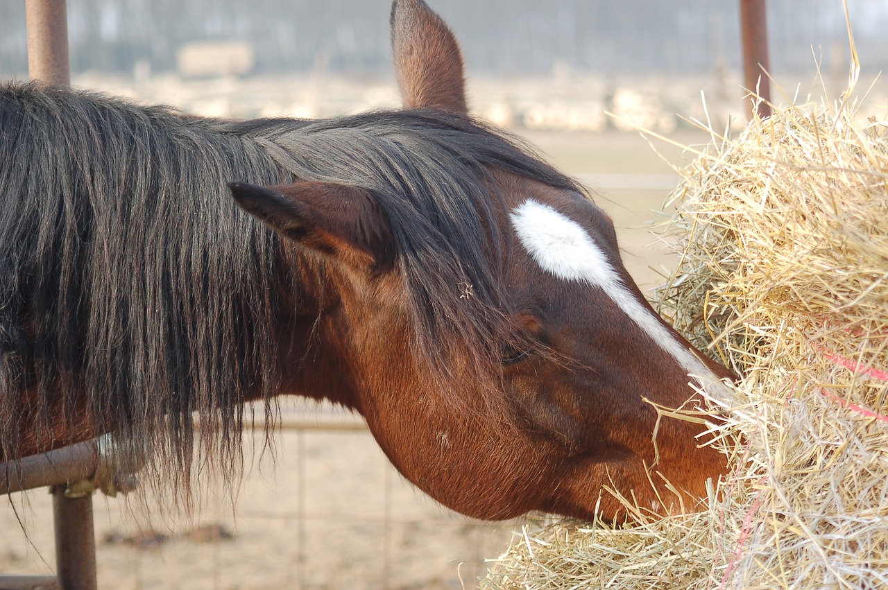 horse  hay  rural free photo