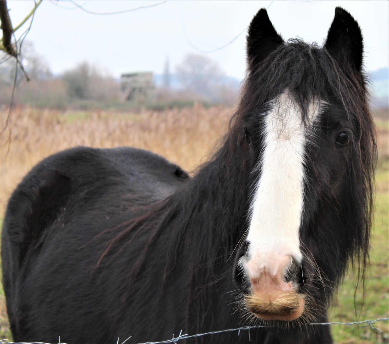 horse  field  mane free photo