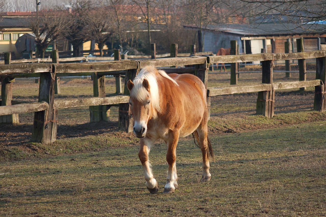 horse  horses  riding free photo