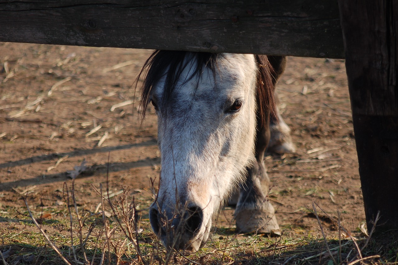 horse  horses  riding free photo