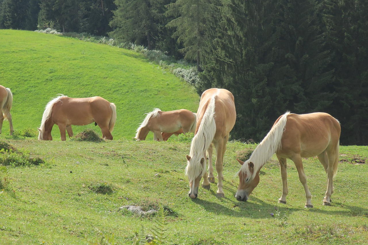 horse  horses  alpine free photo