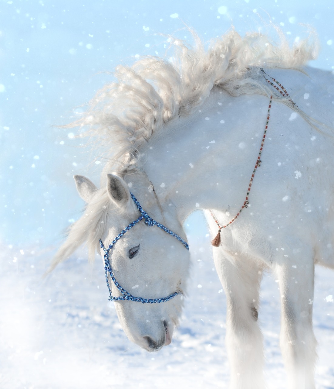 horse  snow  animal free photo