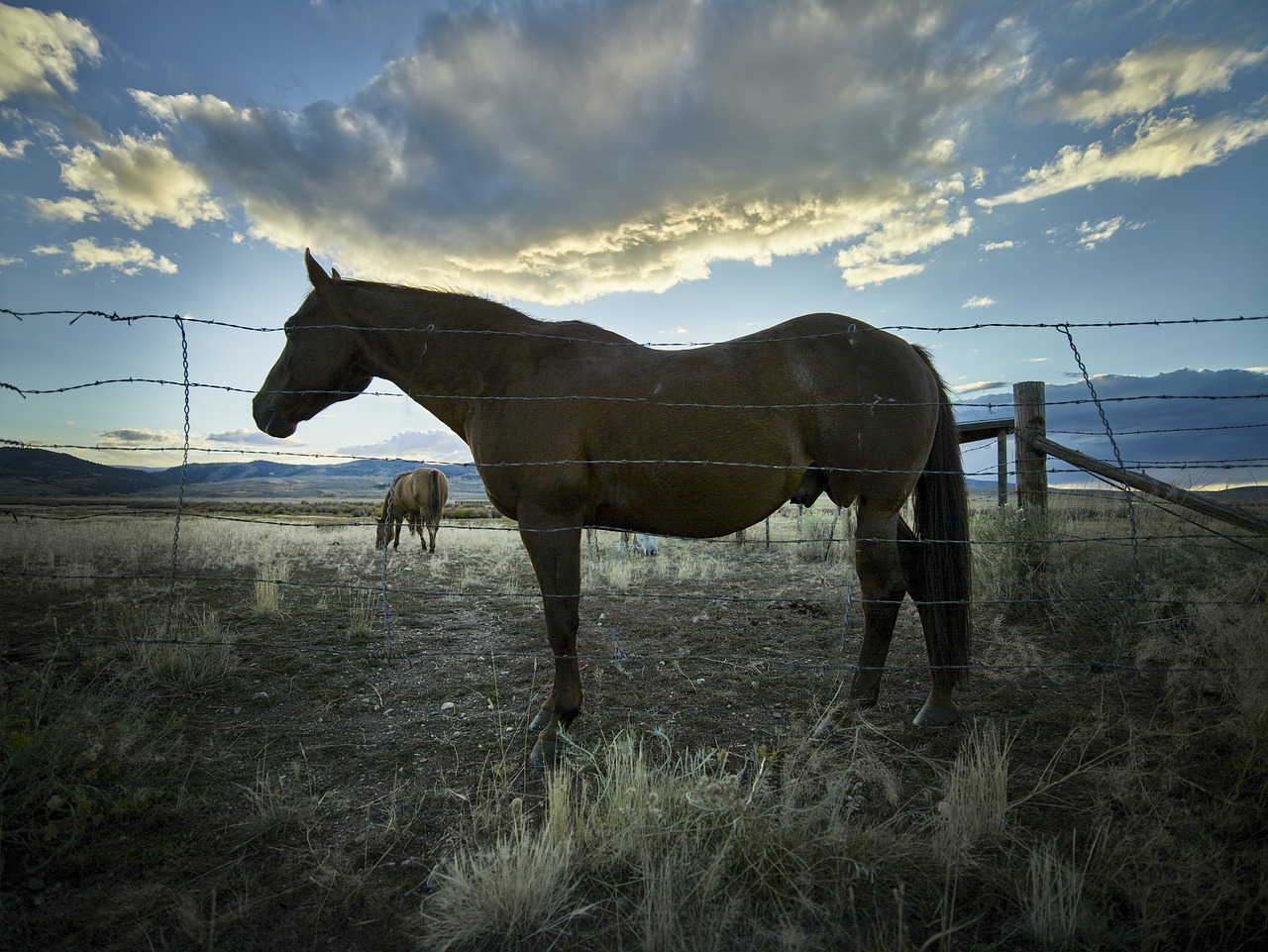 horse  portrait  silhouette free photo