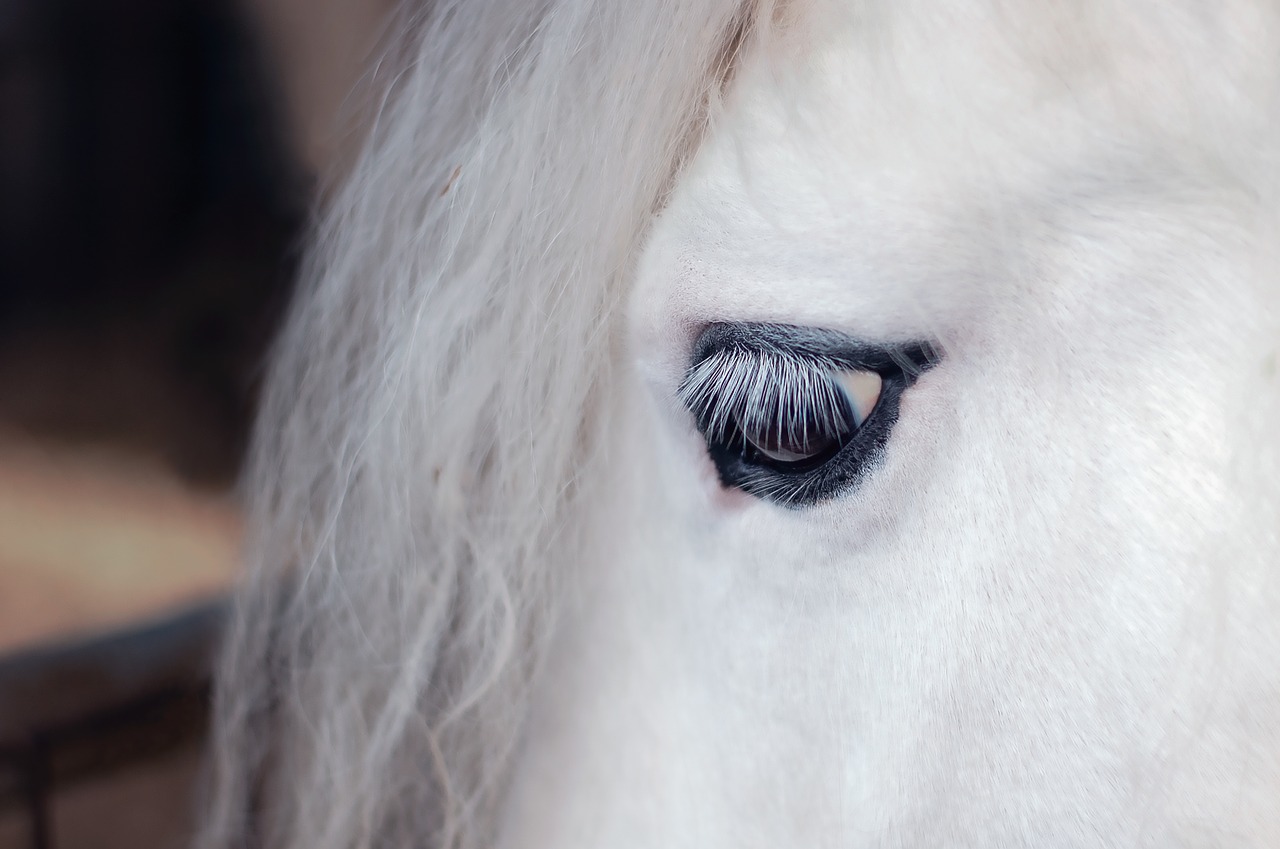 horse  equine  eye free photo