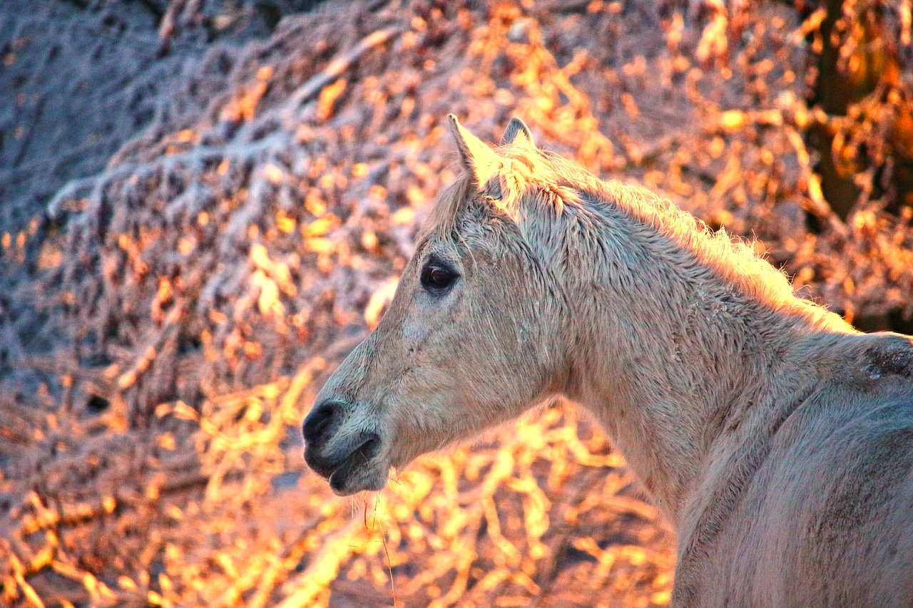horse  winter  sunrise free photo