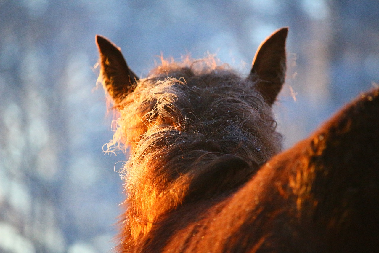 horse  foal  frost free photo