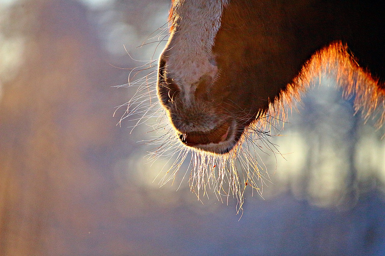 horse  foal  thoroughbred arabian free photo