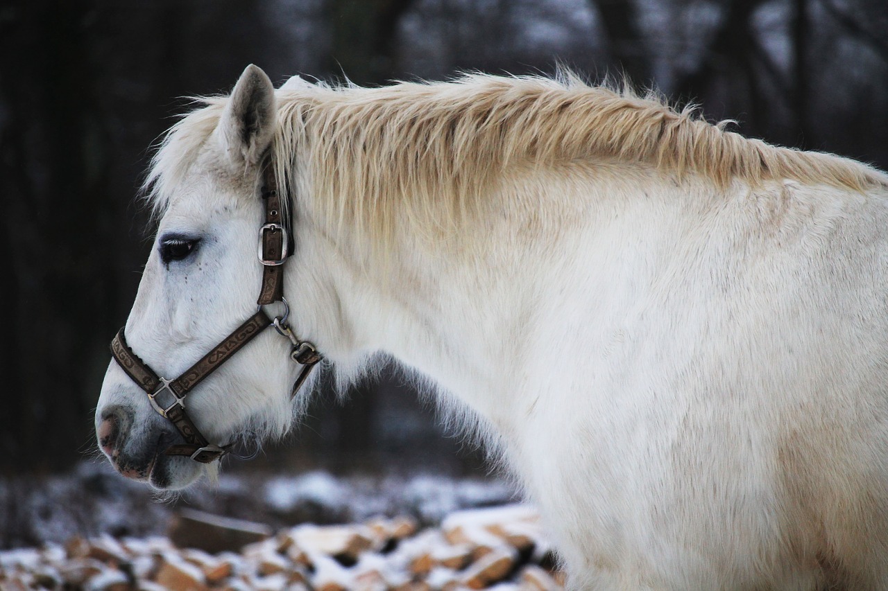 horse  expensive  natural free photo