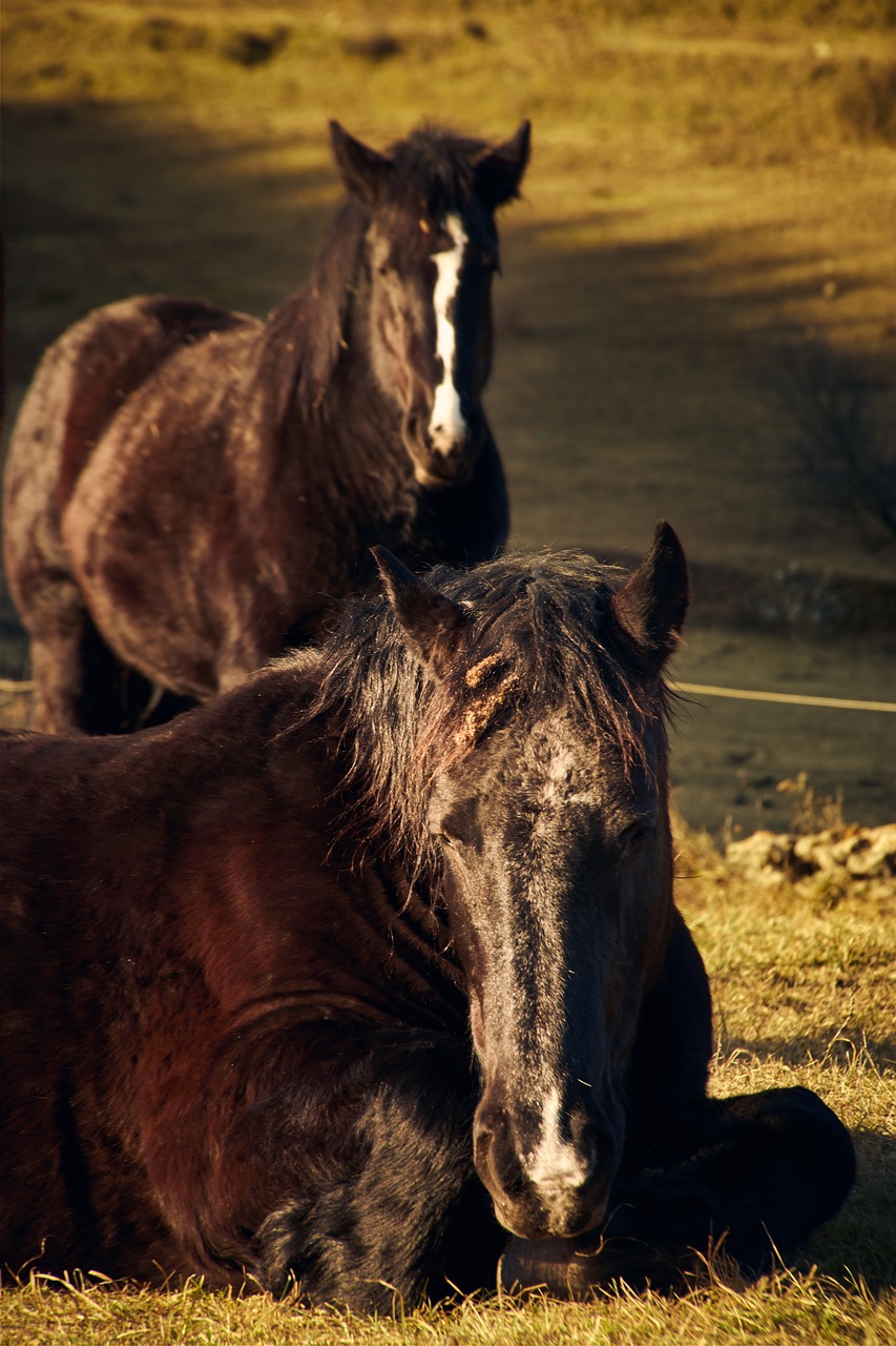 horse  animal  black free photo