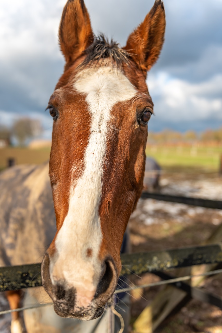 horse  head  horse head free photo