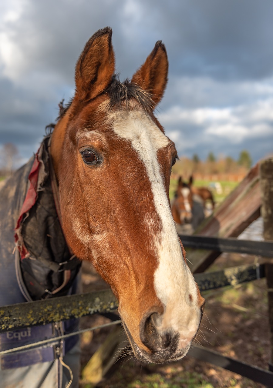 horse  head  horse head free photo