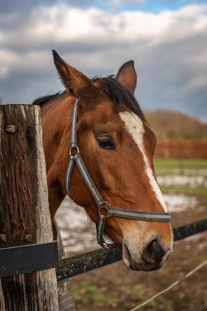 horse  head  horse head free photo