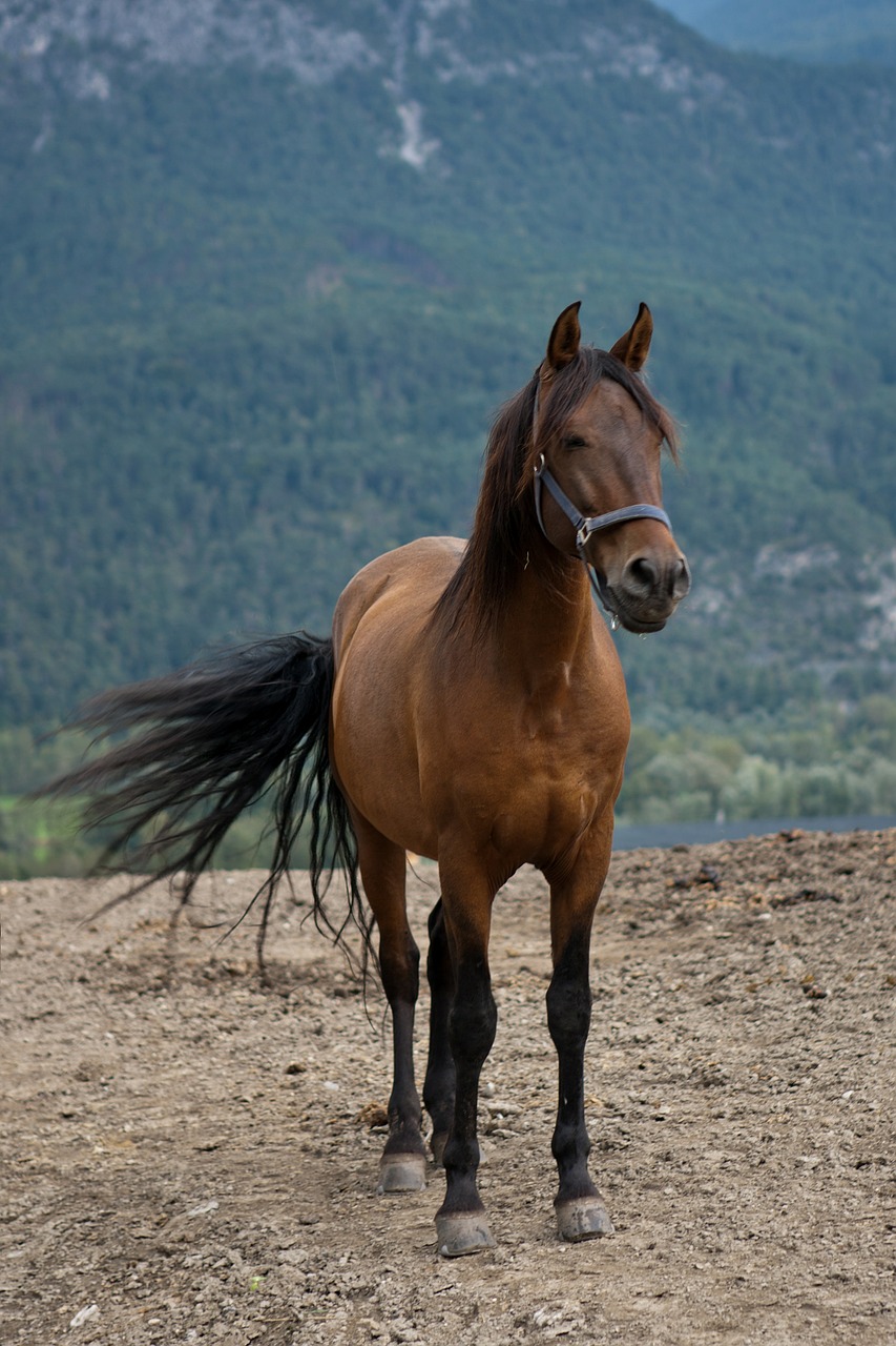 horse bay mare equine free photo