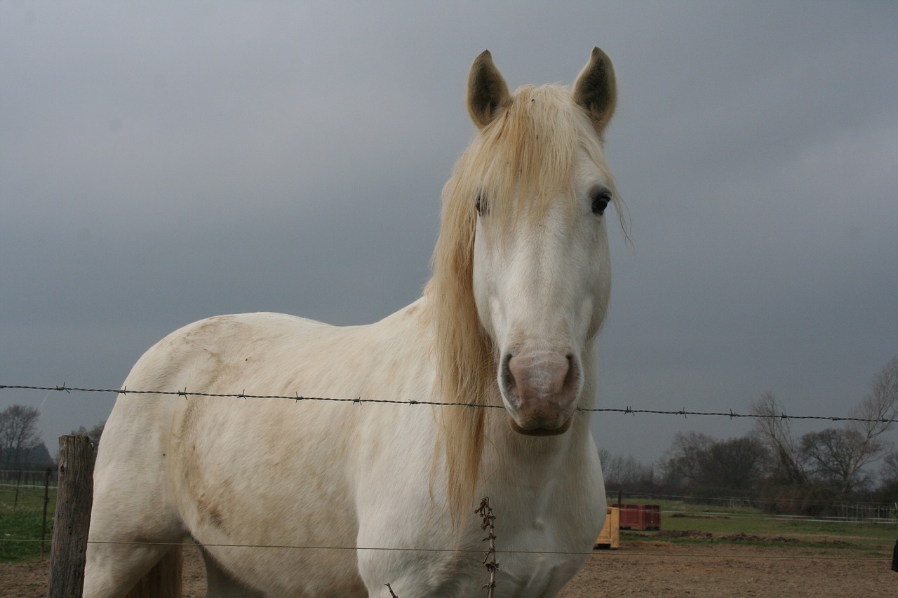 horse  camargue  horses free photo