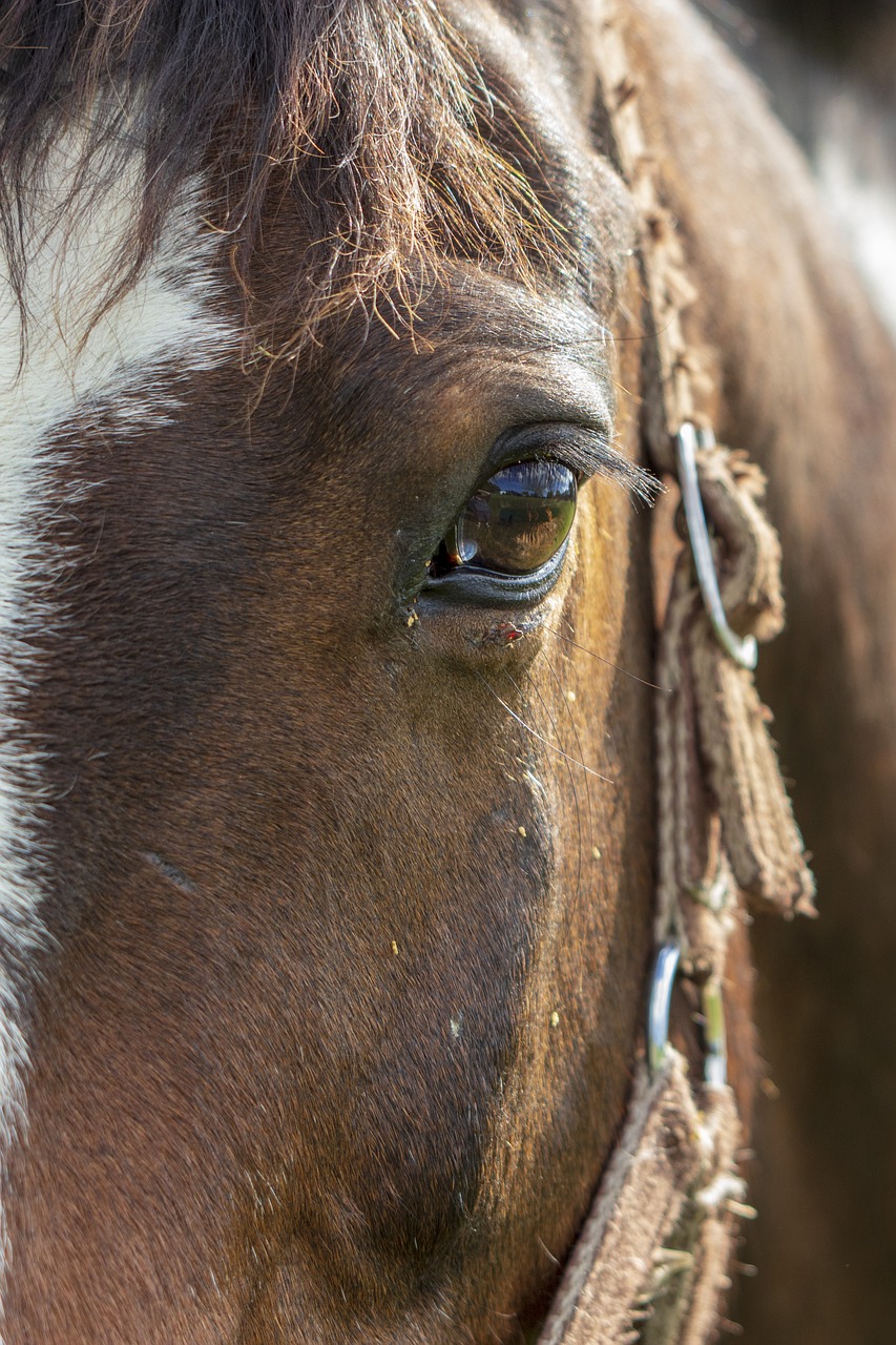 horse  pony  eye free photo