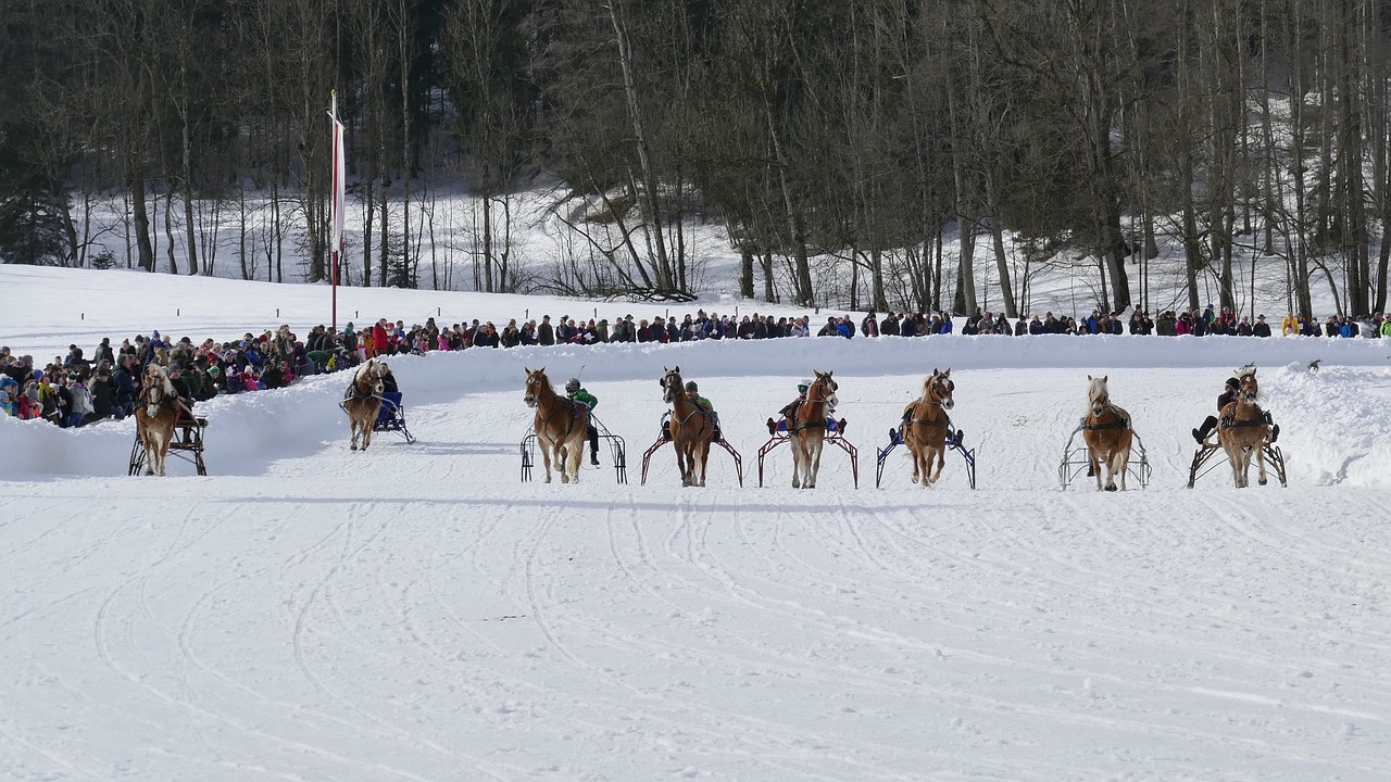 horse  winter  snow free photo