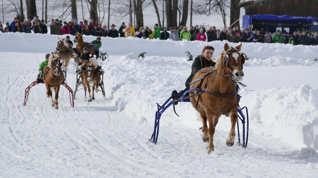 horse  winter  snow free photo