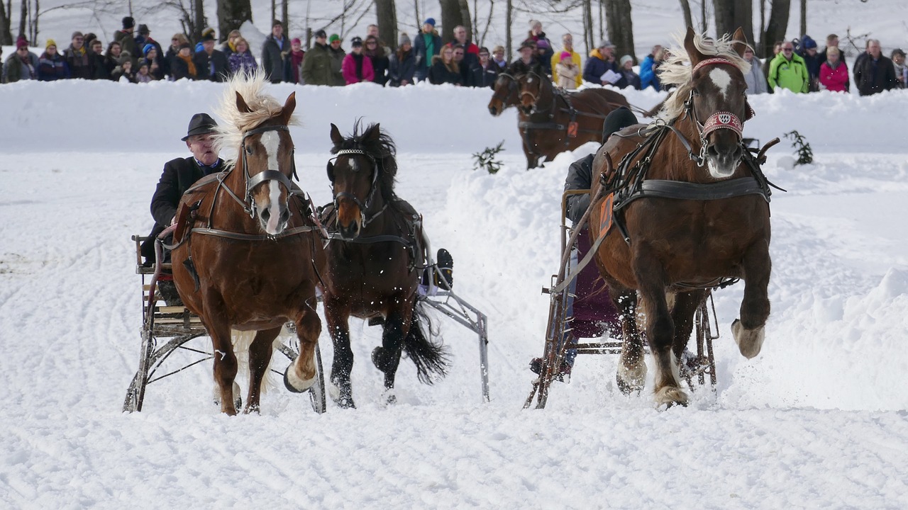 horse  winter  snow free photo