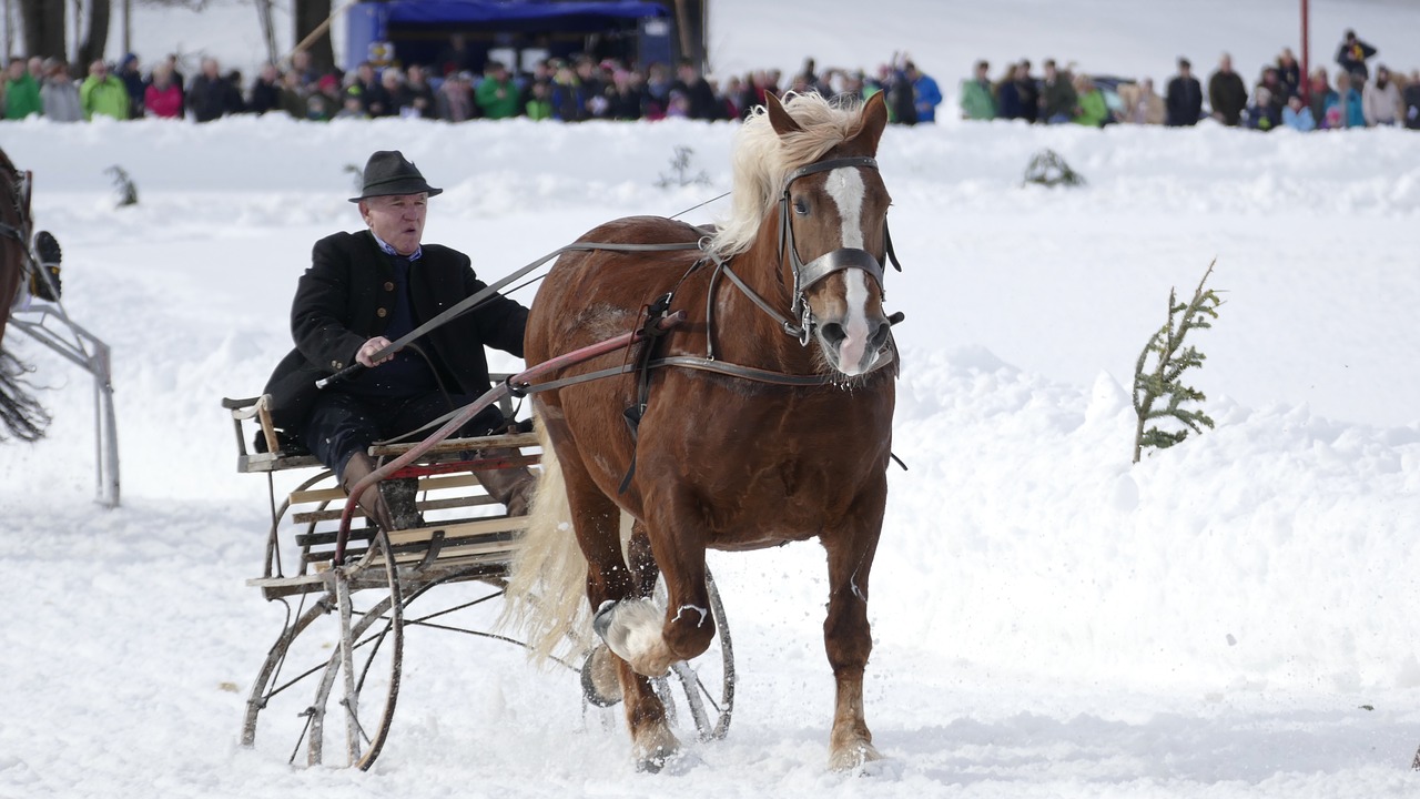 horse  winter  snow free photo