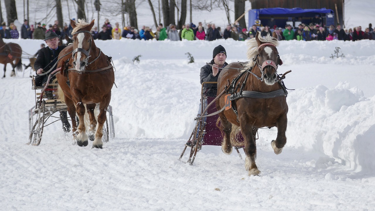 horse  winter  snow free photo