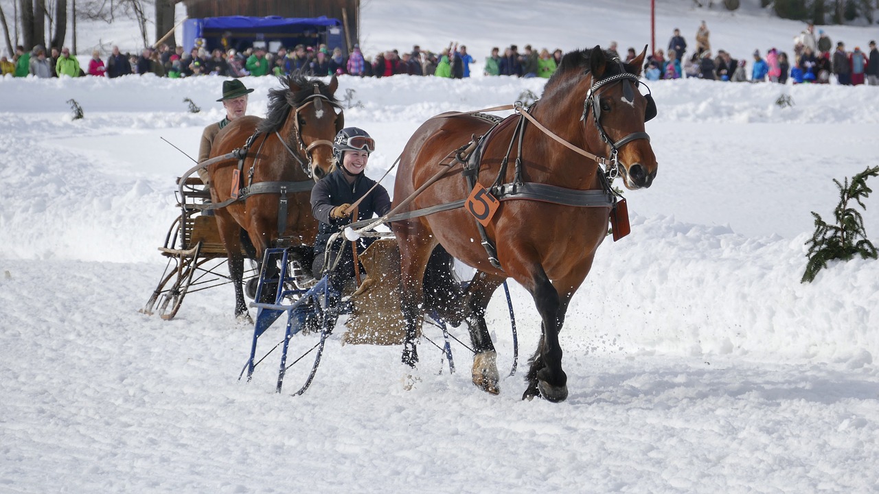 horse  winter  snow free photo