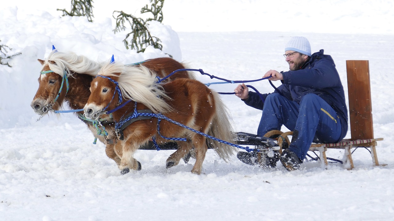 horse  winter  snow free photo