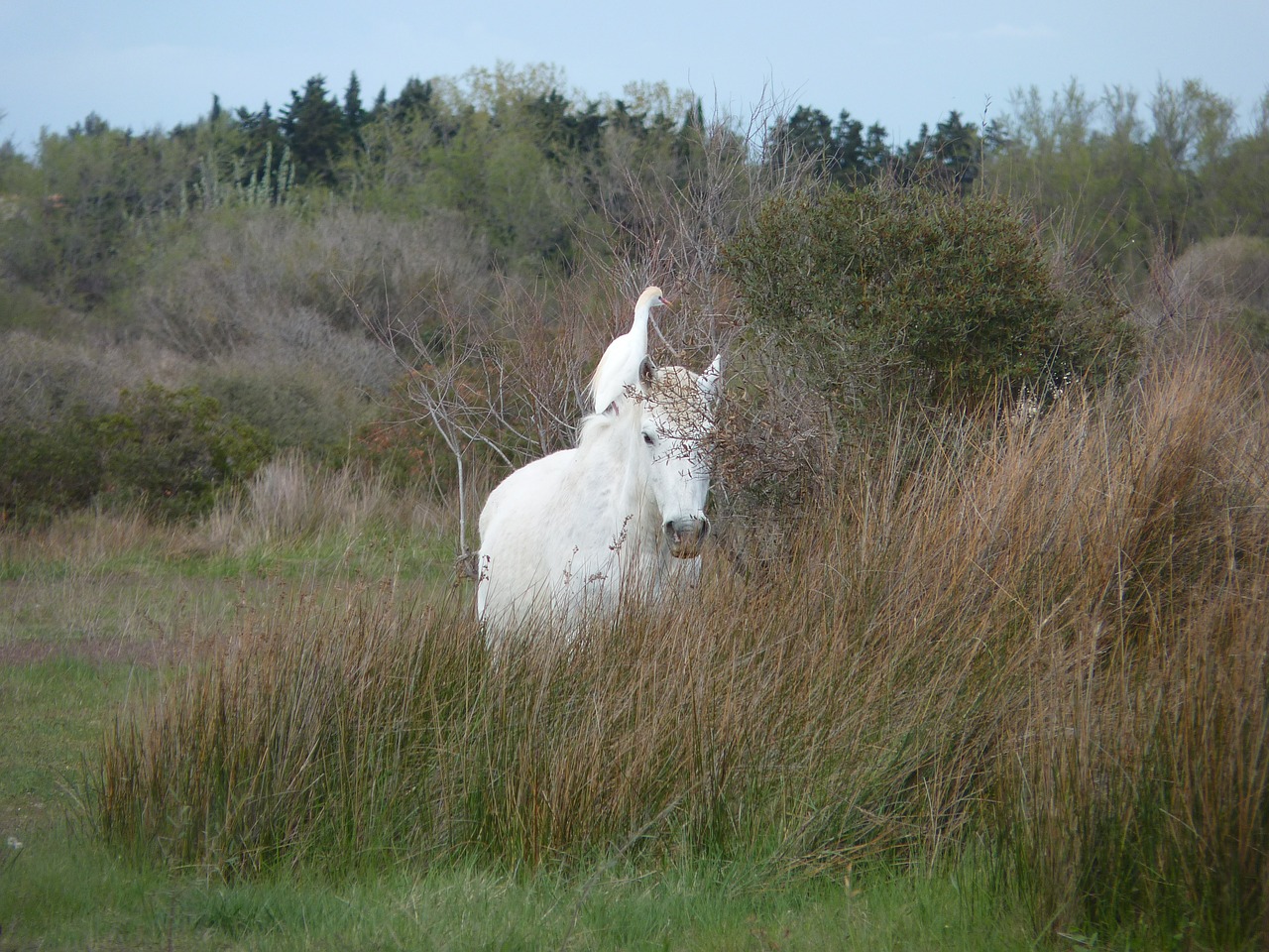 horse bird animals free photo