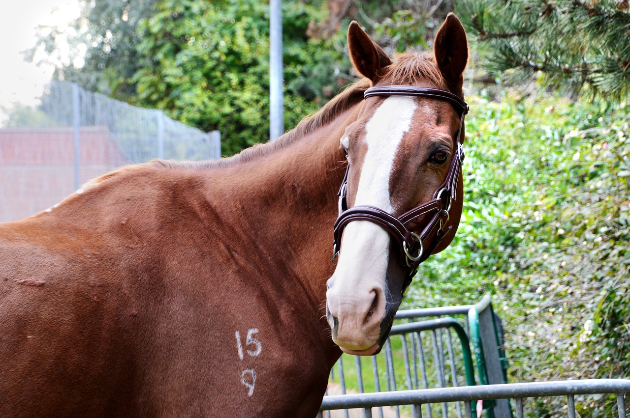 horse  animal  look free photo