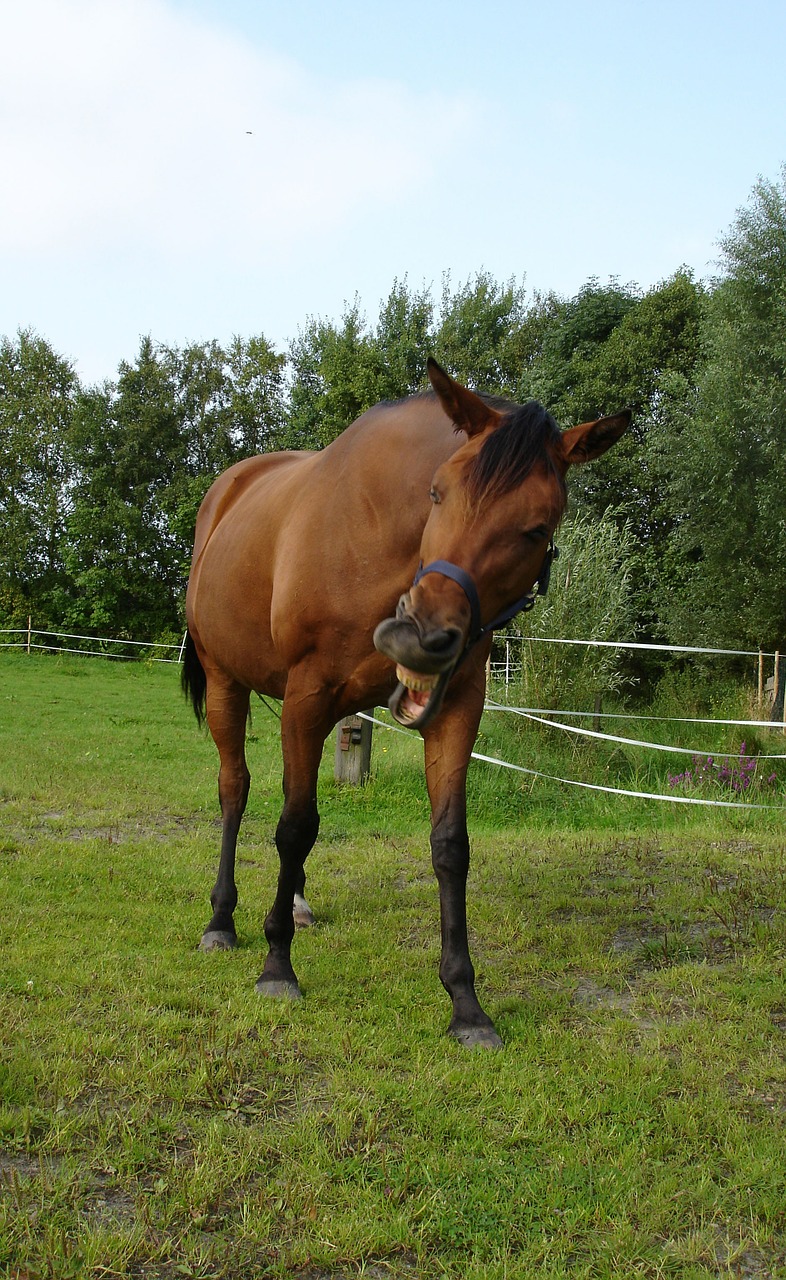 horse brown animal free photo