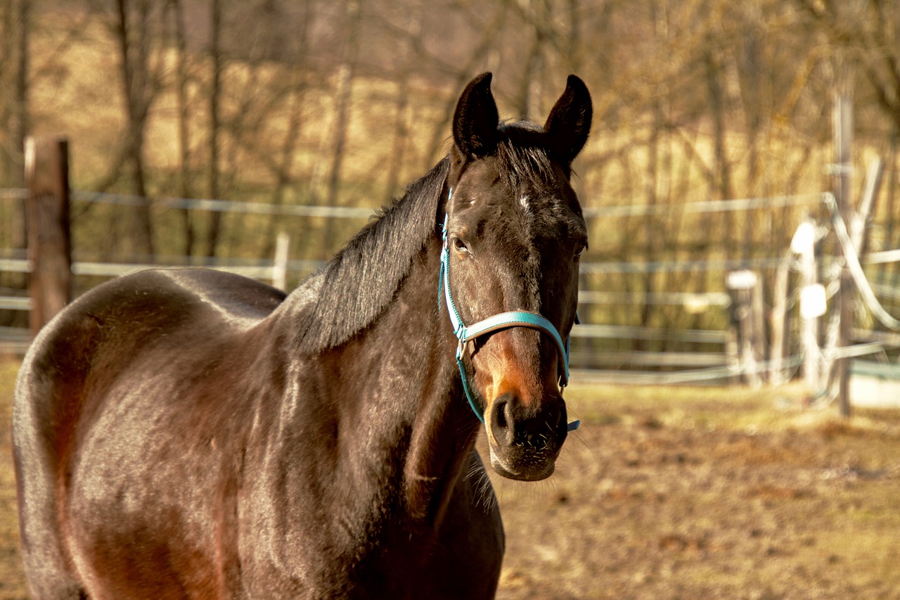 horse  animal  pasture free photo