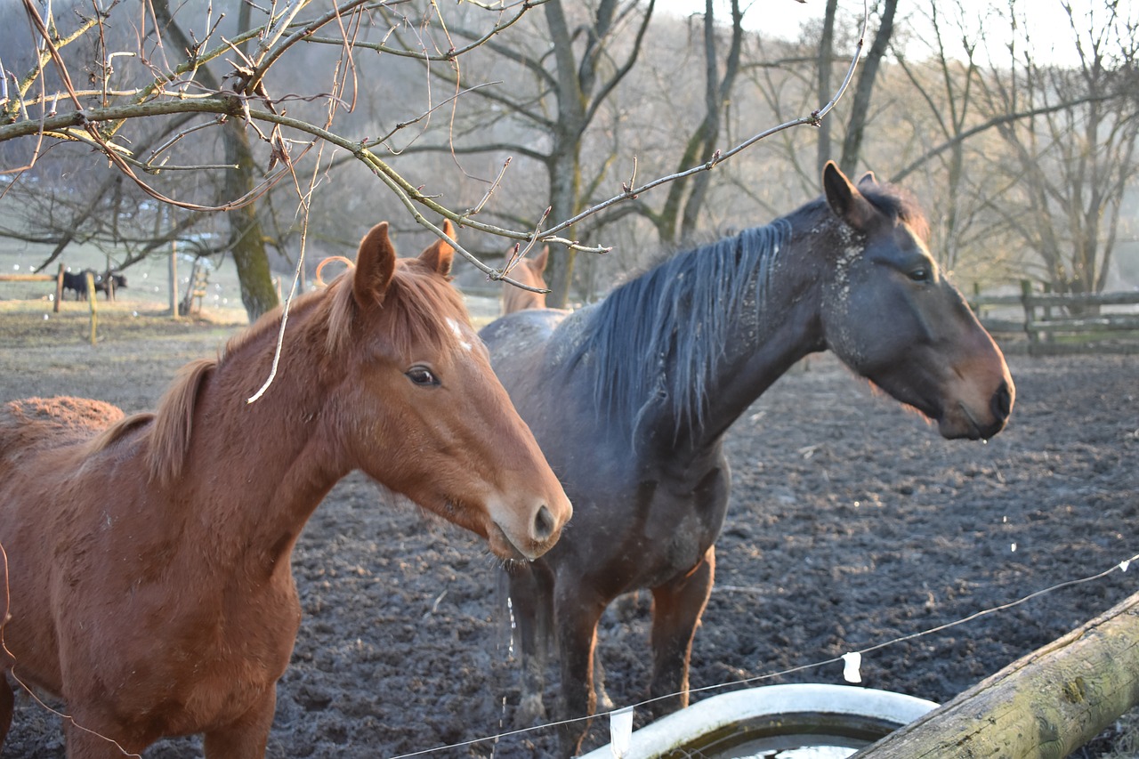 horse  horses  nature free photo