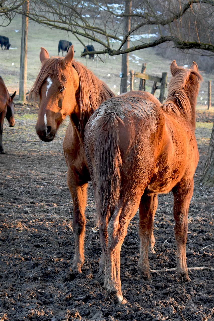 horse  mare  a foal free photo