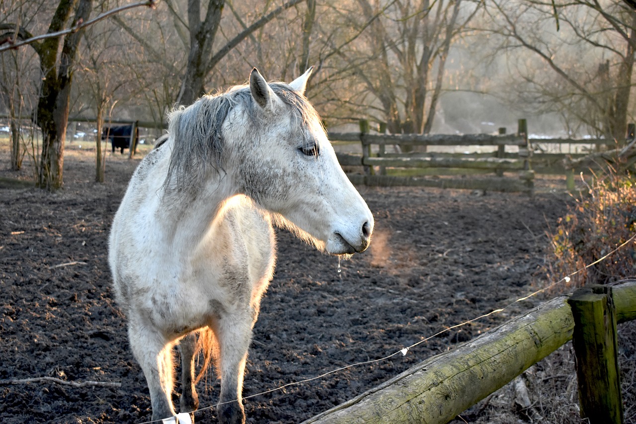 horse  nature  animal free photo