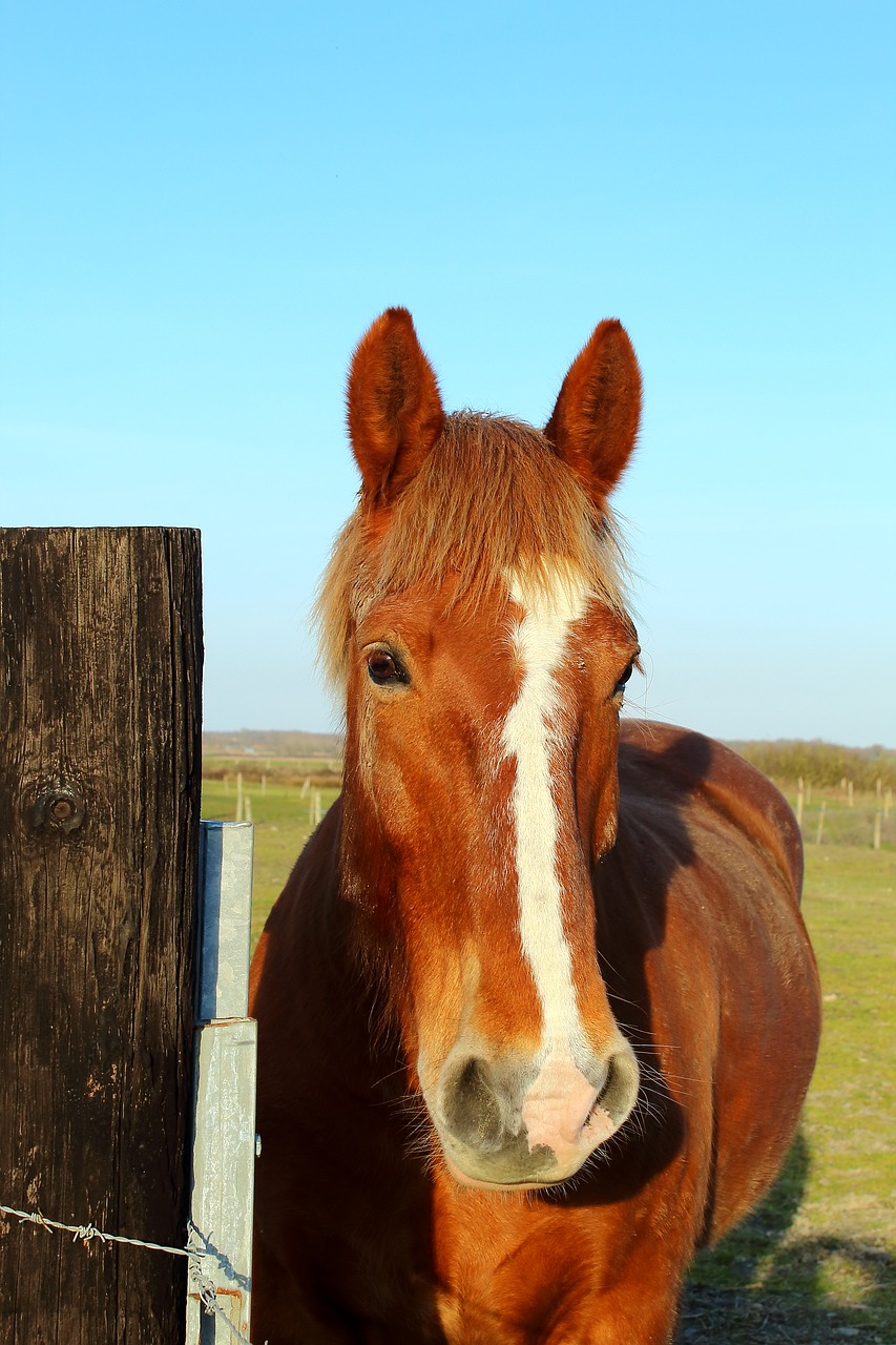 horse  prairie  nature free photo