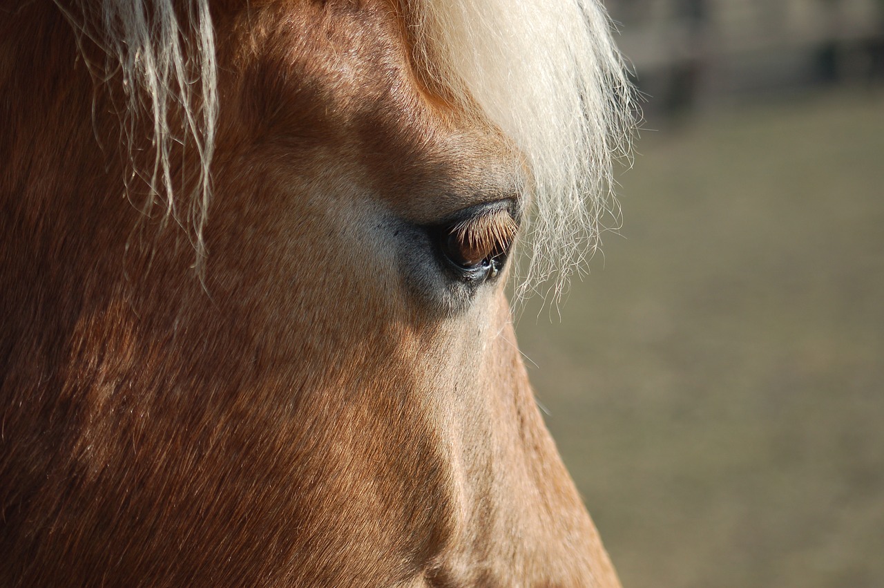 horse  eye  equine free photo
