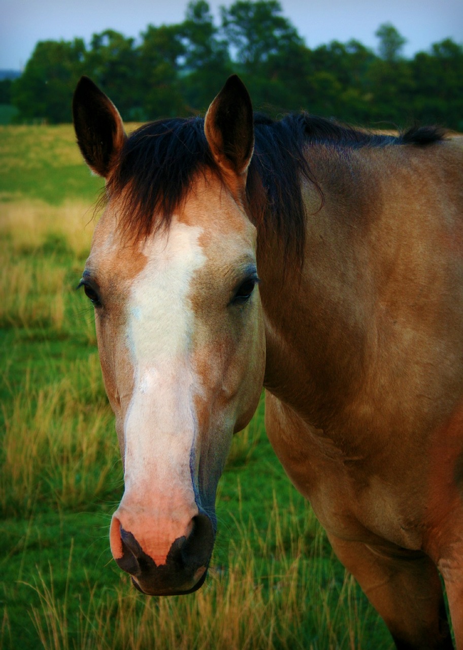 horse portrait mare free photo