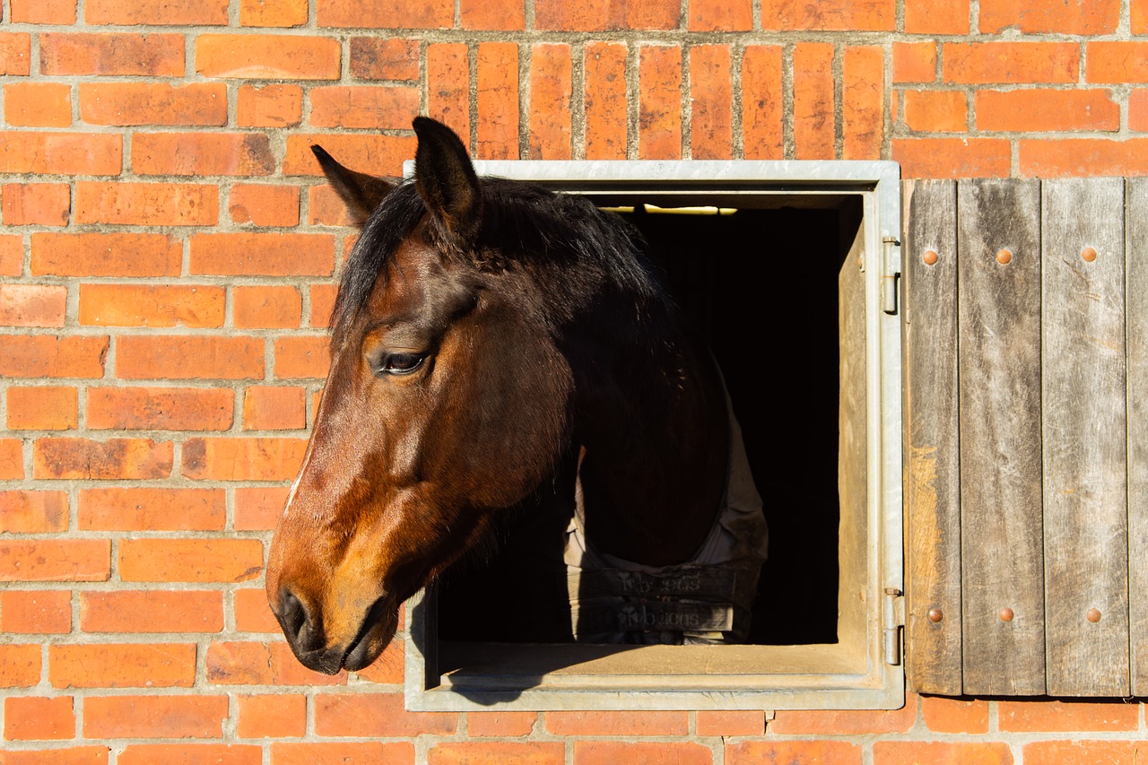 horse  head  animal free photo