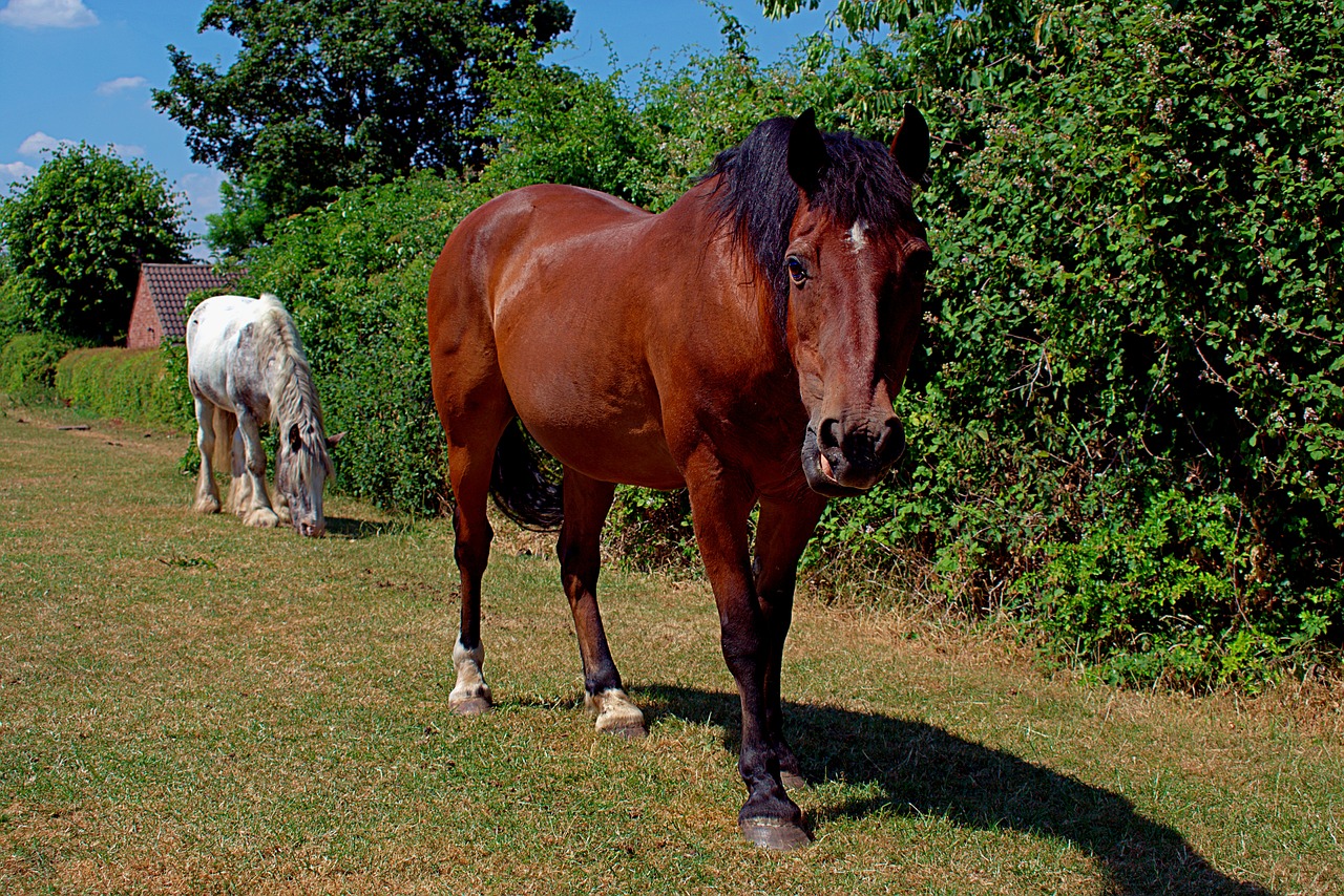 horse  mammal  grass free photo