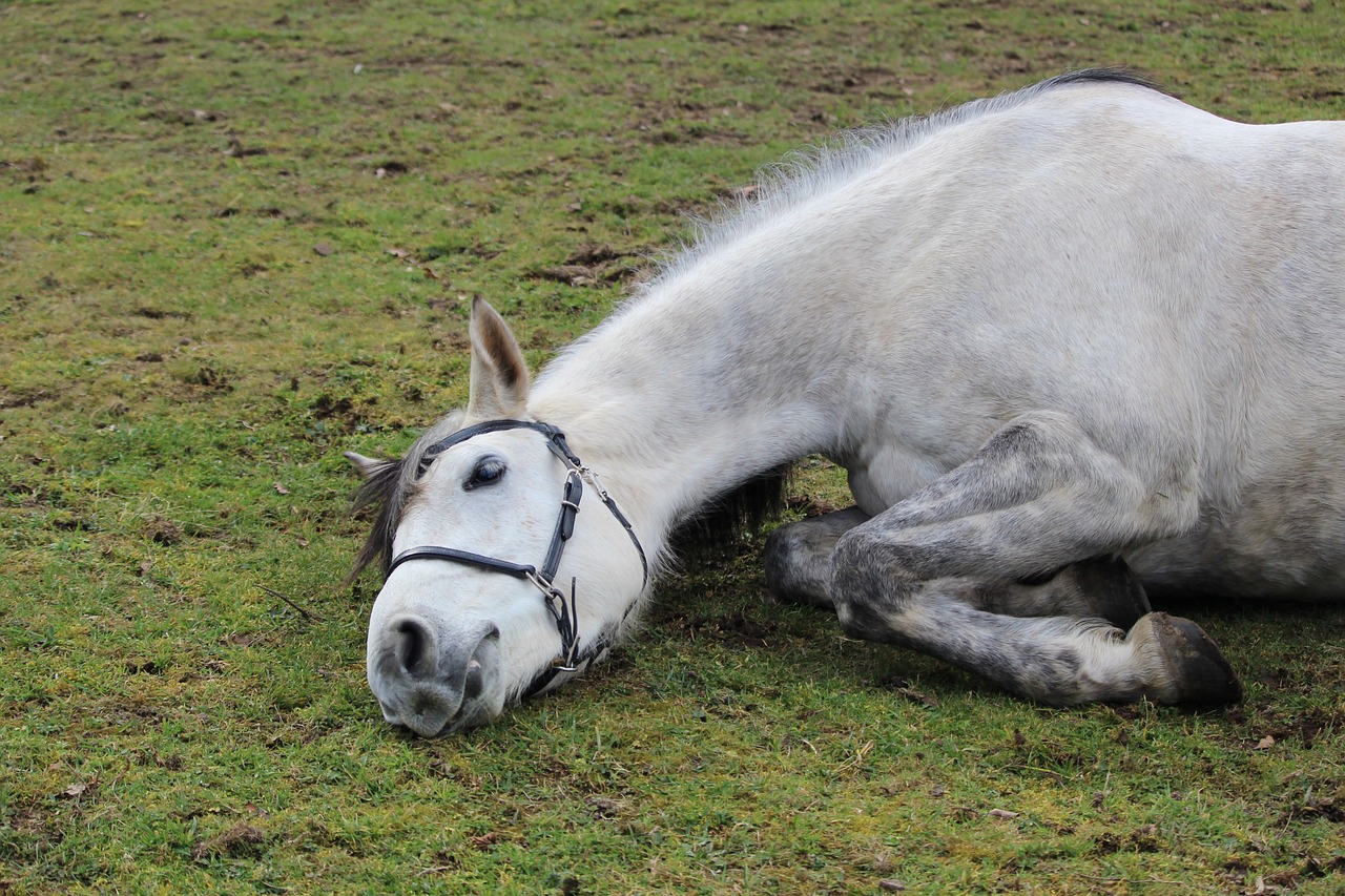 horse  horses  white horse free photo