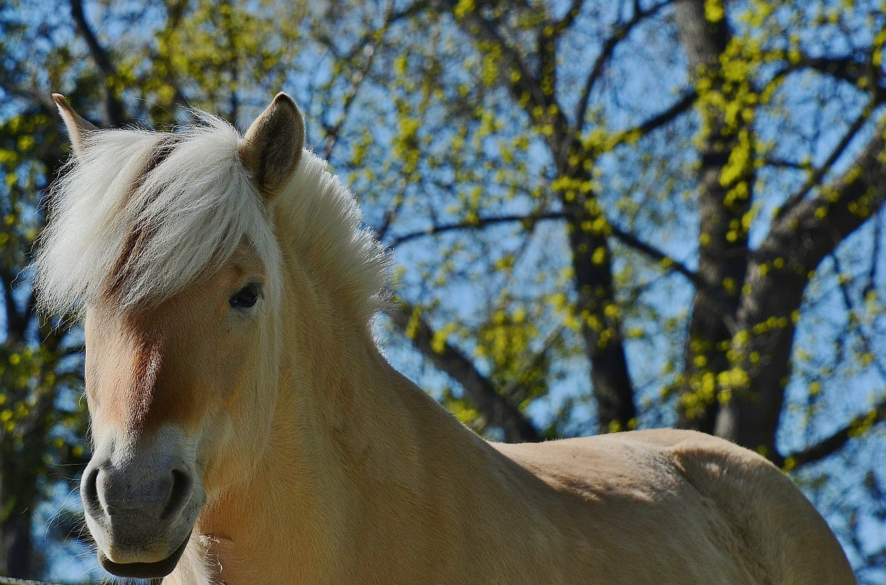 horse animal wild free photo