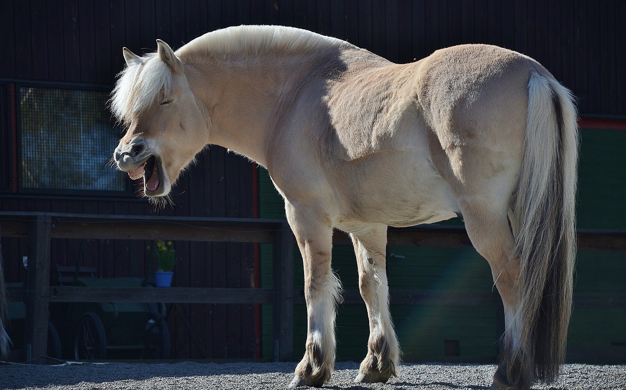 horse animal wild free photo