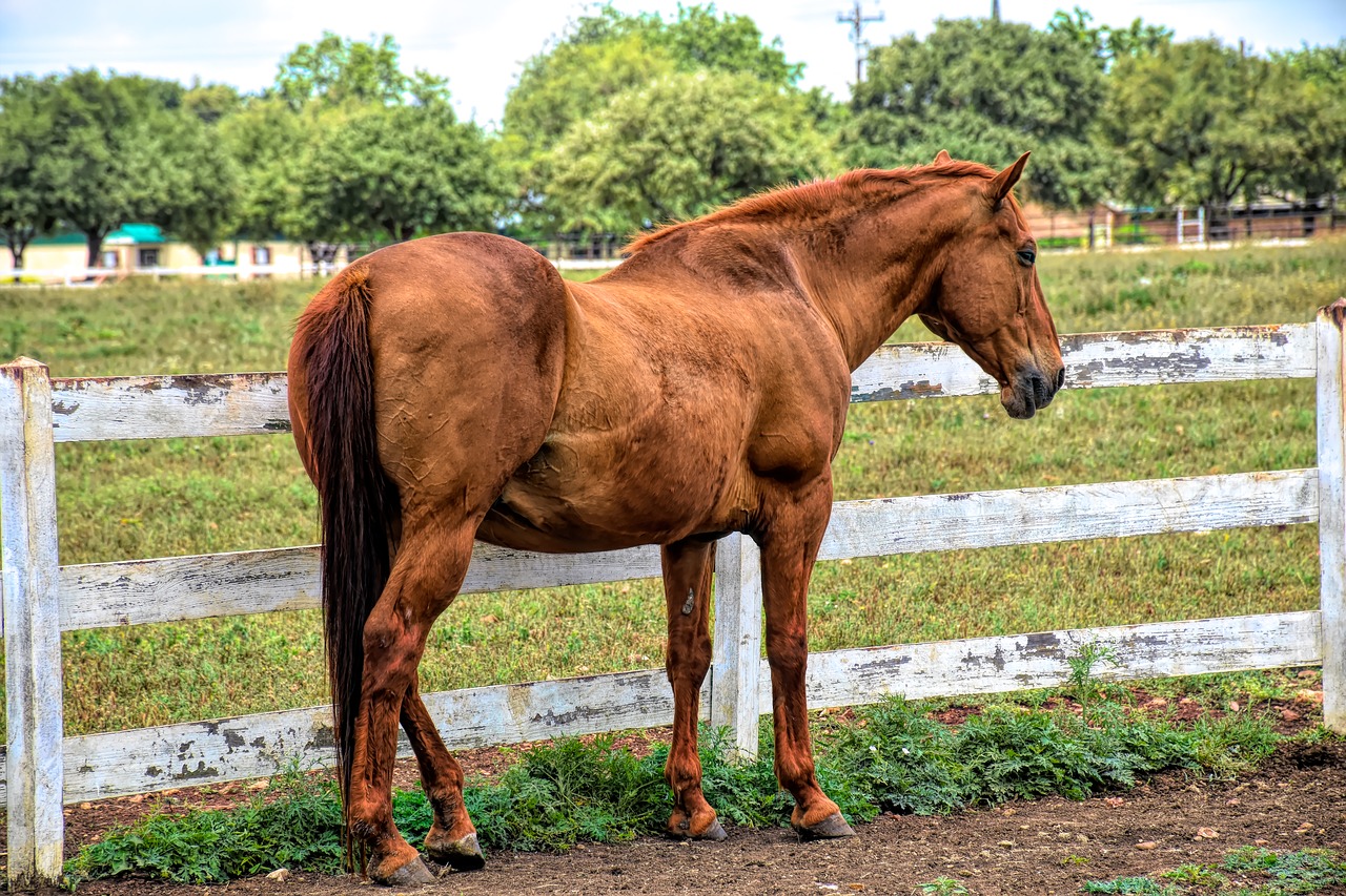 horse  livestock  animal free photo