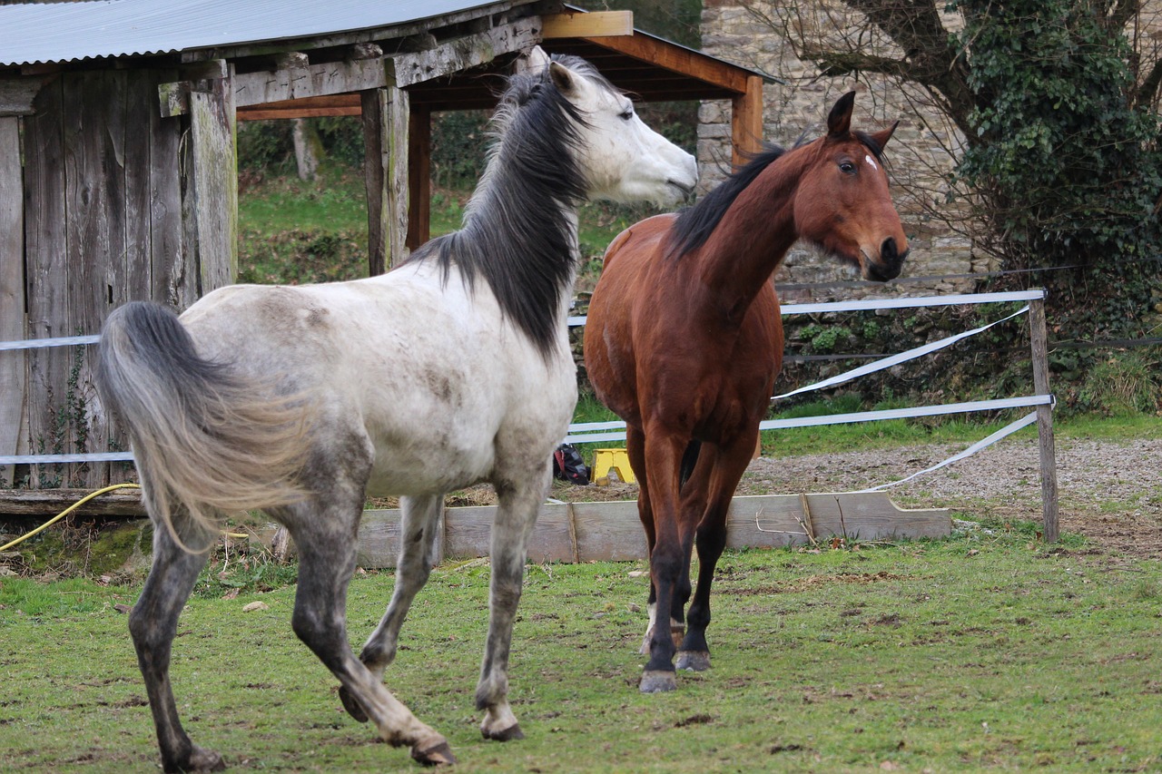 horse  horses  animals free photo