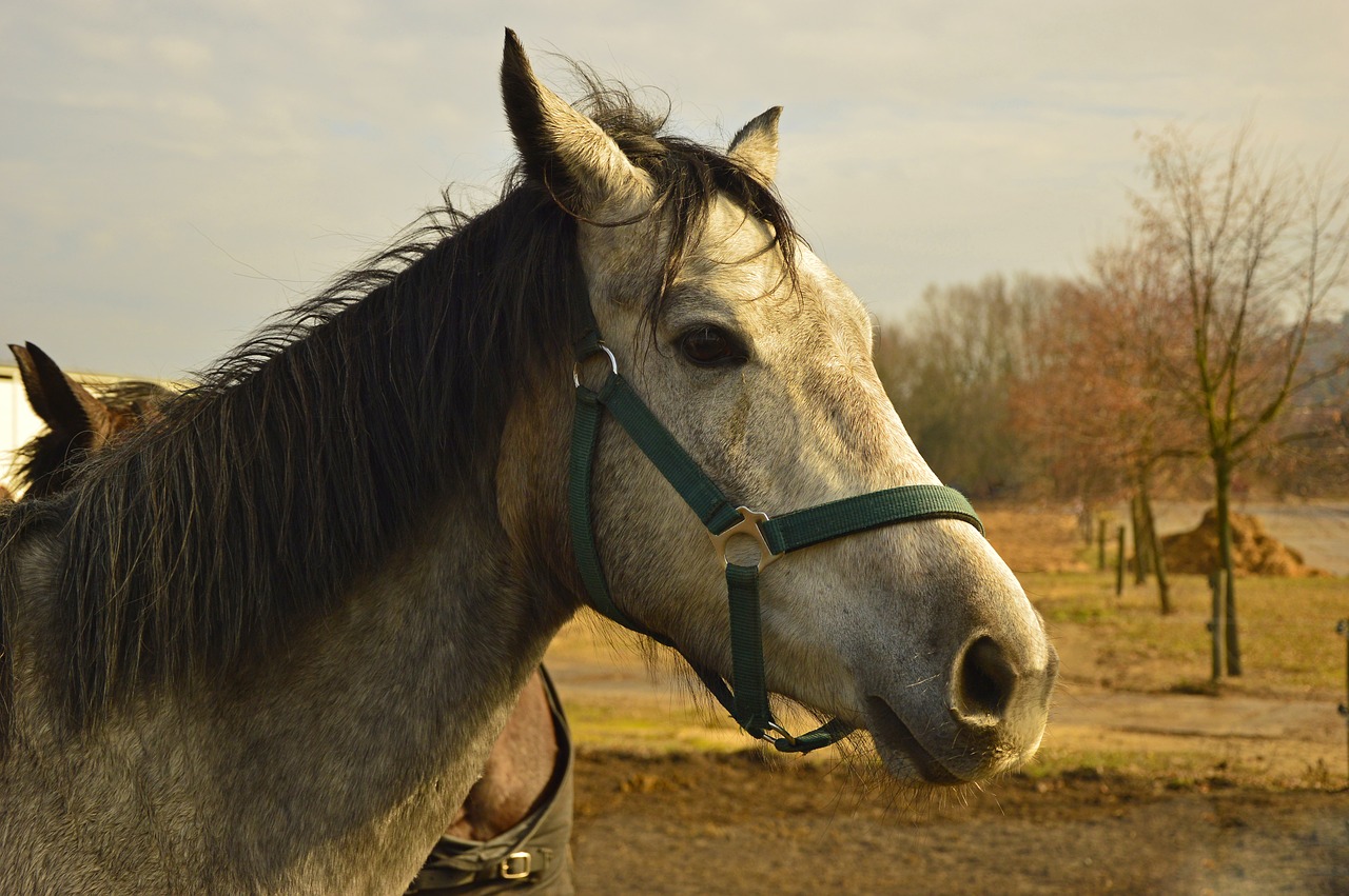 horse  animal  horse head free photo