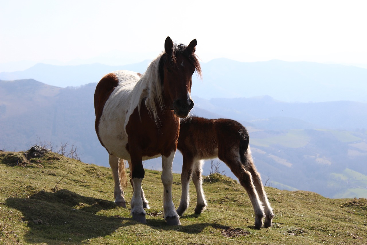 horse  nature  equine free photo